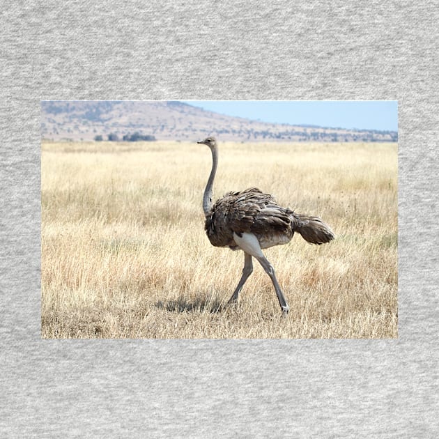 Female Ostrich,  Serengeti, Tanzania by Carole-Anne